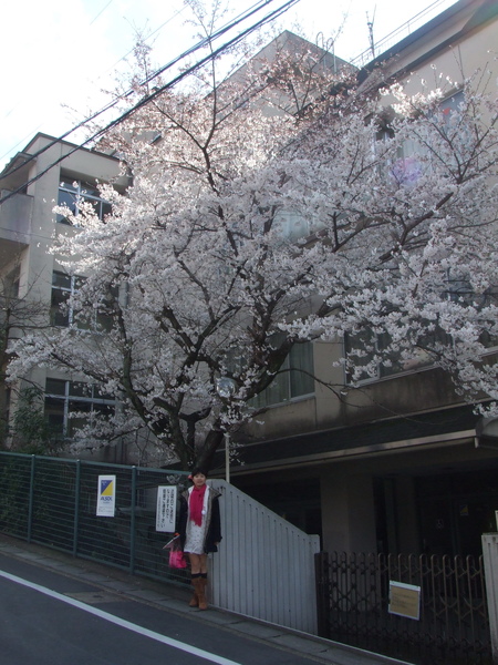 路邊盛開的白色櫻花樹