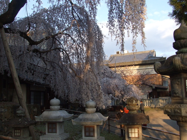 冰室神社前的垂櫻