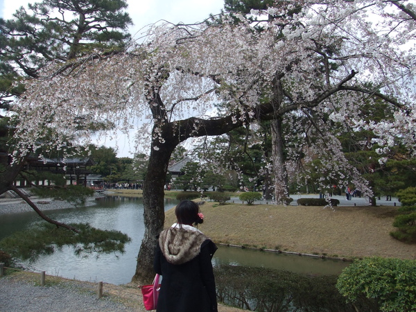 池邊的櫻花