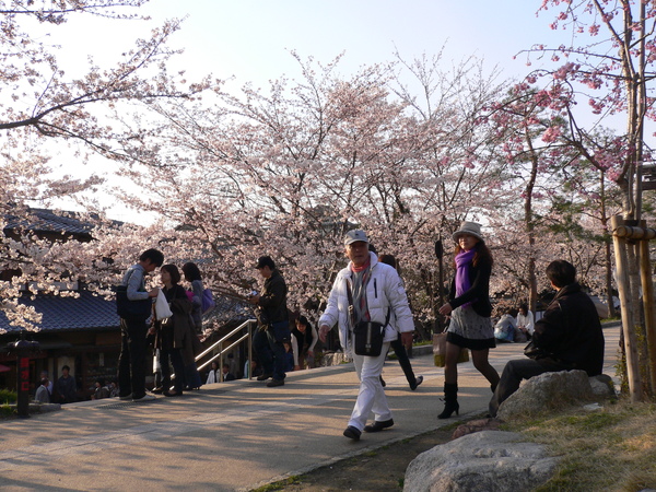 高台寺公園美麗的櫻花2