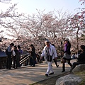 高台寺公園美麗的櫻花2