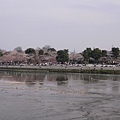 桂川旁的櫻花
