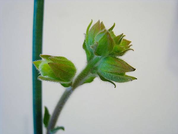 白花香岩桐 白花香岩桐