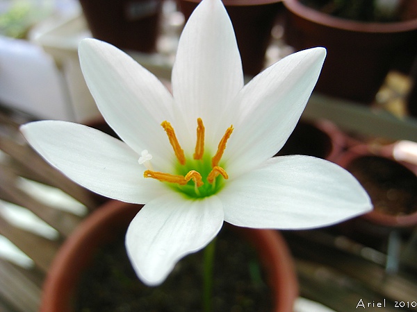 白花蔥蘭 白花蔥蘭