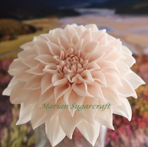 大理花(Dahlia)