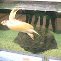 澎湖水族管-海龜11