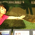 澎湖水族管-海龜8