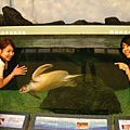 澎湖水族管-海龜4
