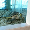 澎湖水族管-海龜3
