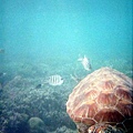 whitsundaysturtlebyjrcsrb6.jpg