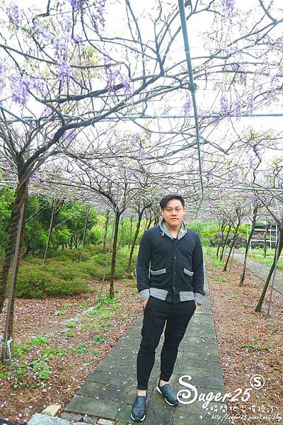 紫藤花咖啡26.jpg 紫藤花咖啡26.jpg