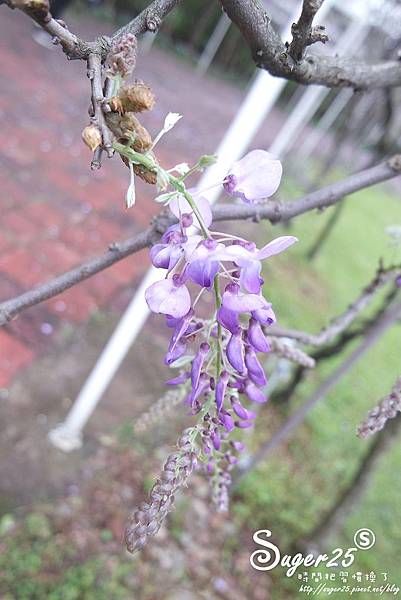 紫藤花咖啡32.jpg 紫藤花咖啡32.jpg