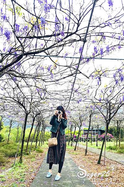 紫藤花咖啡47.jpg 紫藤花咖啡47.jpg