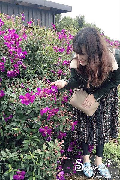 紫藤花咖啡50.jpg 紫藤花咖啡50.jpg