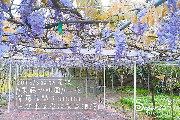 紫藤花咖啡60.jpg 紫藤花咖啡60.jpg