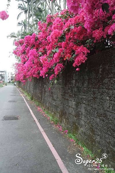 羅東九重葛02.jpg 羅東九重葛02.jpg