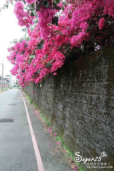 羅東九重葛01.jpg 羅東九重葛01.jpg