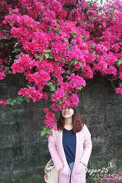羅東九重葛10.jpg 羅東九重葛10.jpg