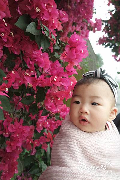 羅東九重葛14.jpg 羅東九重葛14.jpg