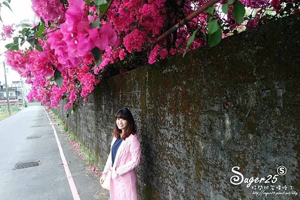 羅東九重葛18.jpg 羅東九重葛18.jpg