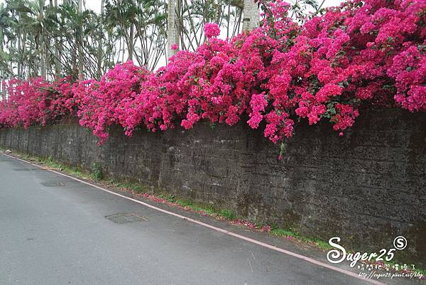 羅東九重葛19.jpg 羅東九重葛19.jpg