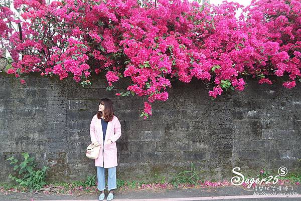 羅東九重葛20.jpg