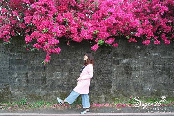 羅東九重葛22.jpg 羅東九重葛22.jpg