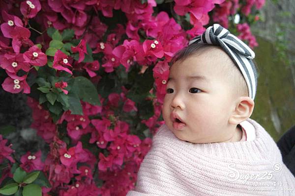 羅東九重葛26.jpg 羅東九重葛26.jpg