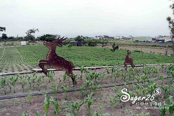 狀圍沙丘休息區35.jpg 狀圍沙丘休息區35.jpg