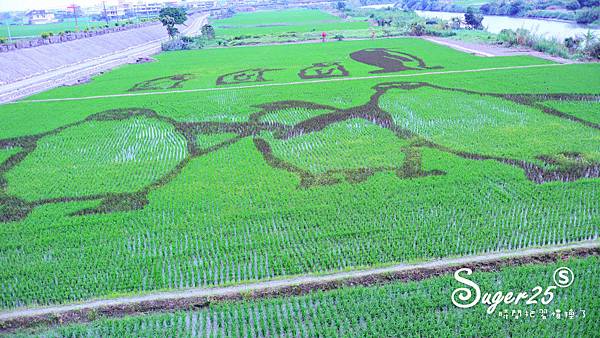 宜蘭壯圍稻田裝置藝術看稻壯圍彩繪田1.jpg