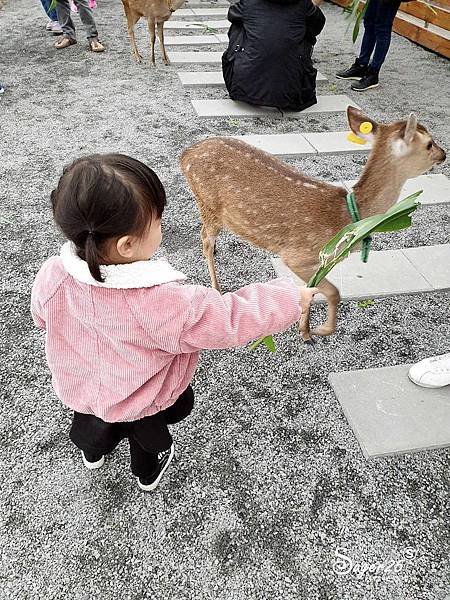 宜蘭餵鹿張美阿嬤農場2.jpg