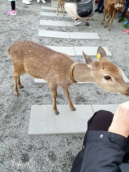 宜蘭餵鹿張美阿嬤農場1.jpg