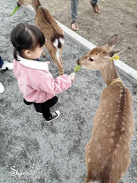 宜蘭餵鹿張美阿嬤農場4.jpg