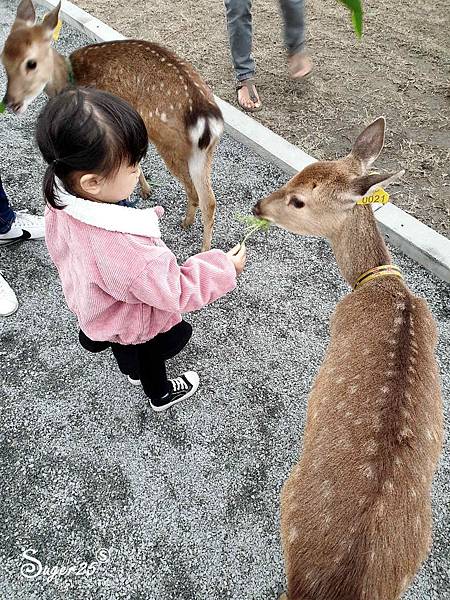 宜蘭餵鹿張美阿嬤農場5.jpg