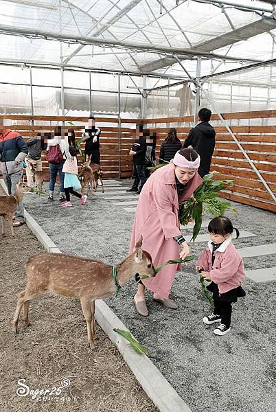 宜蘭餵鹿張美阿嬤農場7.jpg