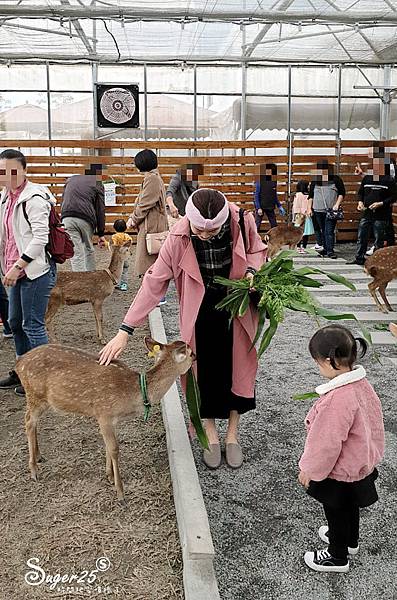 宜蘭餵鹿張美阿嬤農場9.jpg
