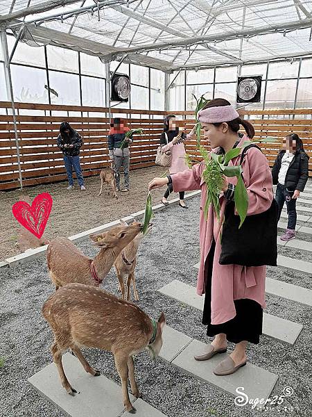 宜蘭餵鹿張美阿嬤農場11.jpg