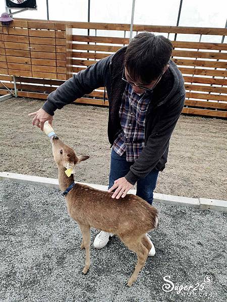 宜蘭餵鹿張美阿嬤農場12.jpg