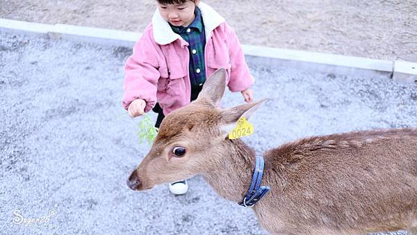 宜蘭餵鹿張美阿嬤農場16.jpg