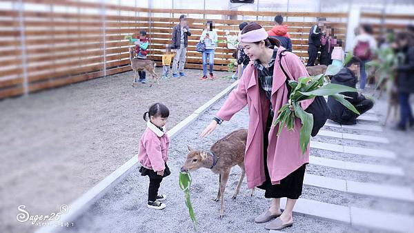 宜蘭餵鹿張美阿嬤農場17.jpg