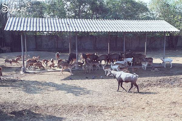 泰國塞福瑞動物園Safari World06.jpg