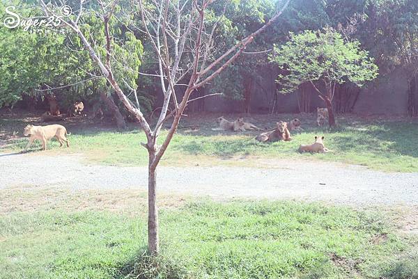 泰國塞福瑞動物園Safari World08.jpg