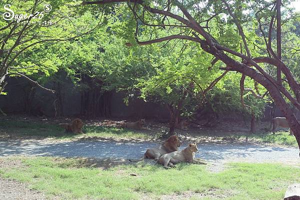 泰國塞福瑞動物園Safari World09.jpg