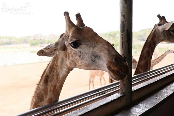 泰國塞福瑞動物園Safari World30.jpg