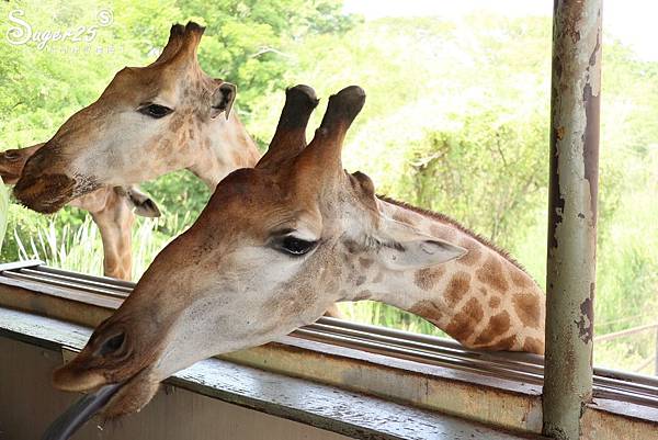 泰國塞福瑞動物園Safari World31.jpg