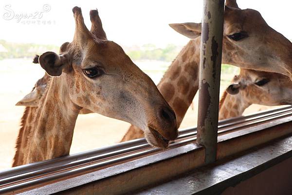 泰國塞福瑞動物園Safari World29.jpg