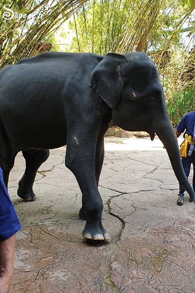 泰國塞福瑞動物園Safari World36.jpg