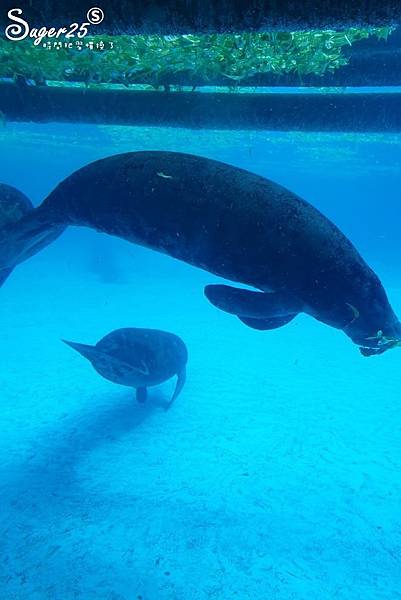 泰國塞福瑞動物園Safari World39.jpg