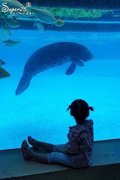 泰國塞福瑞動物園Safari World40.jpg