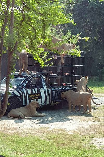 泰國塞福瑞動物園Safari World33.jpg